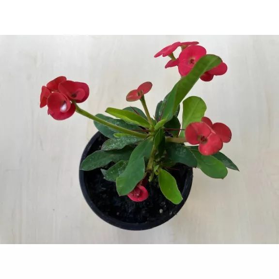 Euphorbia milli