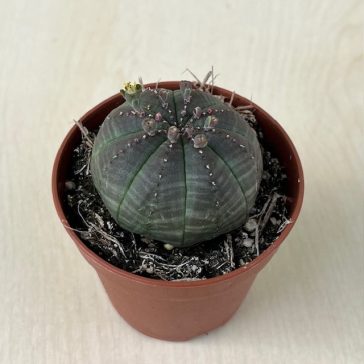Euphorbia obesa