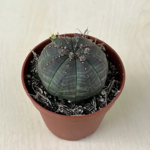 Euphorbia obesa Euphorbia obesa