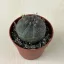 Euphorbia obesa