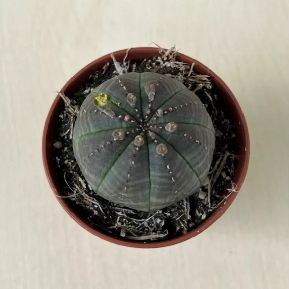 Euphorbia obesa Euphorbia obesa