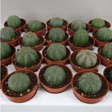 Euphorbia obesa