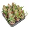 Euphorbia stellata