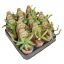Euphorbia stellata