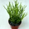 Euphorbia tirucalli 'Stramineous'