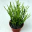 Euphorbia tirucalli 'Stramineous'
