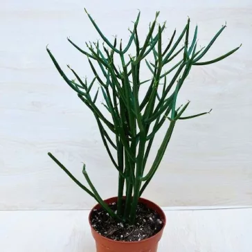 Euphorbia tirucalli
