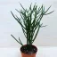 Euphorbia tirucalli