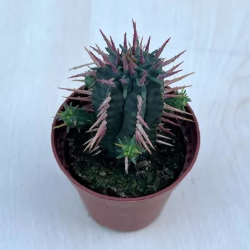 Euphorbia horrida