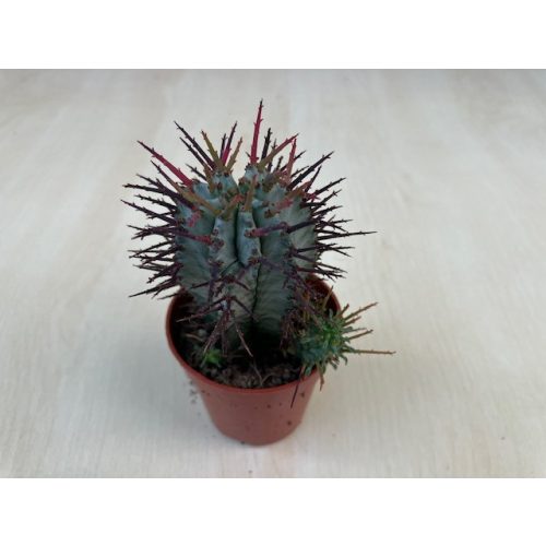 Euphorbia horrida