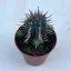 Euphorbia horrida