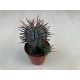 Euphorbia horrida
