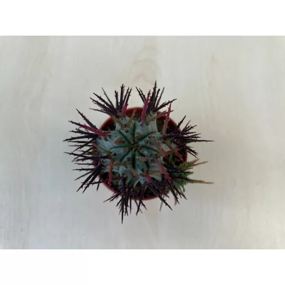 Euphorbia horrida