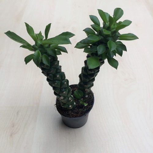 Euphorbia ritchiei