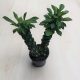Euphorbia ritchiei