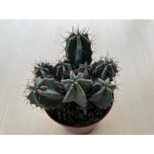 Euphorbia horrida