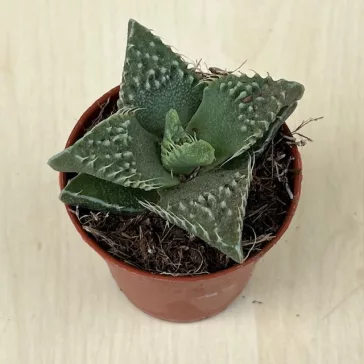 Faucaria tigrina