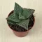 Faucaria tigrina