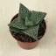 Faucaria tigrina
