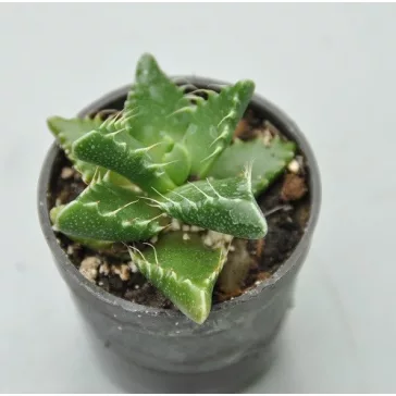 Faucaria tigrina