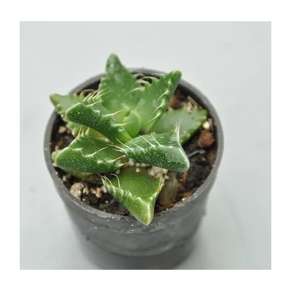 Faucaria tigrina