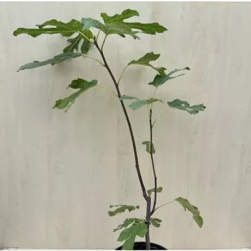 Olea Europaea