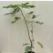 Olea Europaea