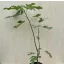 Olea Europaea