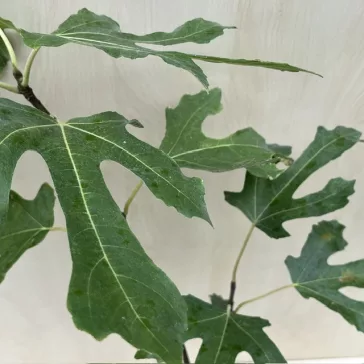 Olea Europaea