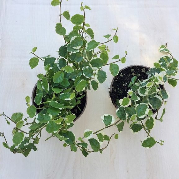 Ficus pumila 'Belle Sunny'