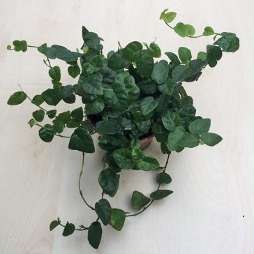 Ficus pumila 'Green Sunny'