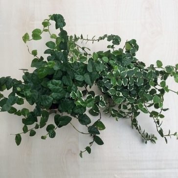 Ficus pumila 'Sunny'