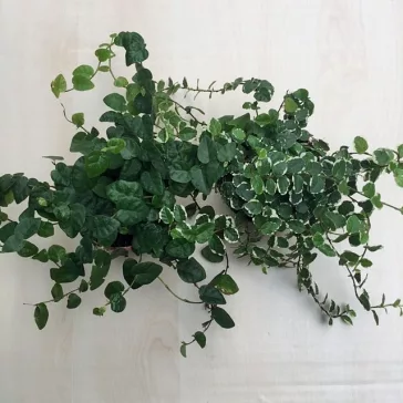 Ficus pumila 'Sunny'