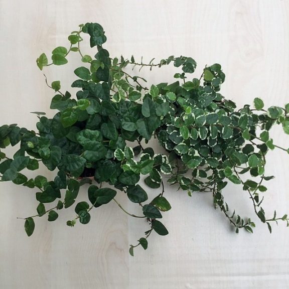 Ficus pumila 'Sunny'