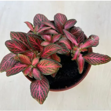 Fittonia - bordó