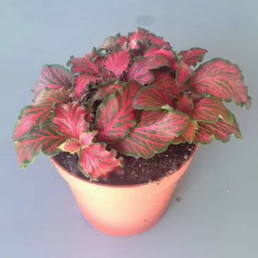 Fittonia - bordó