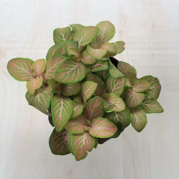 Fittonia - zöld és rózsaszín halvány