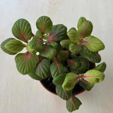 Fittonia - zöld és rózsaszín