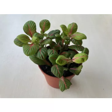 Fittonia - zöld és rózsaszín