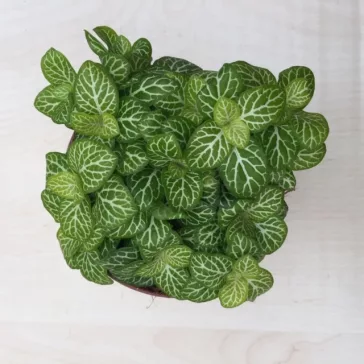 Fittonia - sötét lime