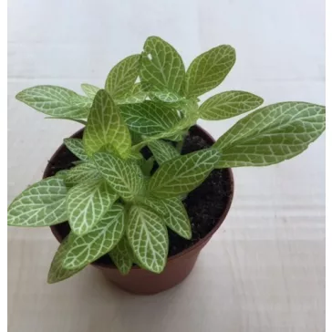 Fittonia - lime