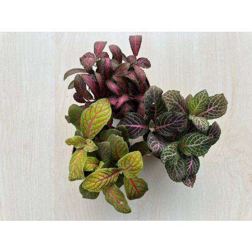 Fittonia - vegyes - mini
