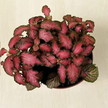 Fittonia 'Tiger'