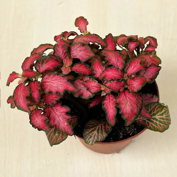 Fittonia 'Tiger'
