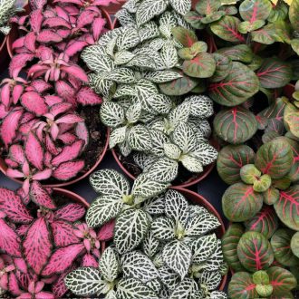 Fittonia 1 pcs