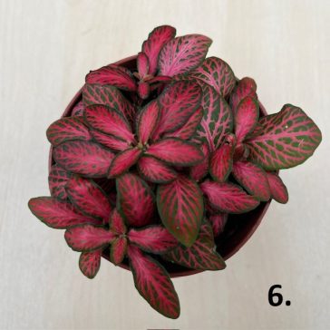 Fittonia 1 pcs