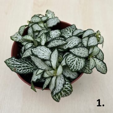 Fittonia 1 pcs