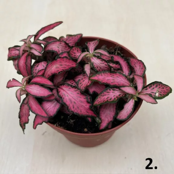 Fittonia 1 pcs