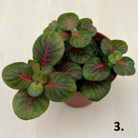 Fittonia 1 pcs