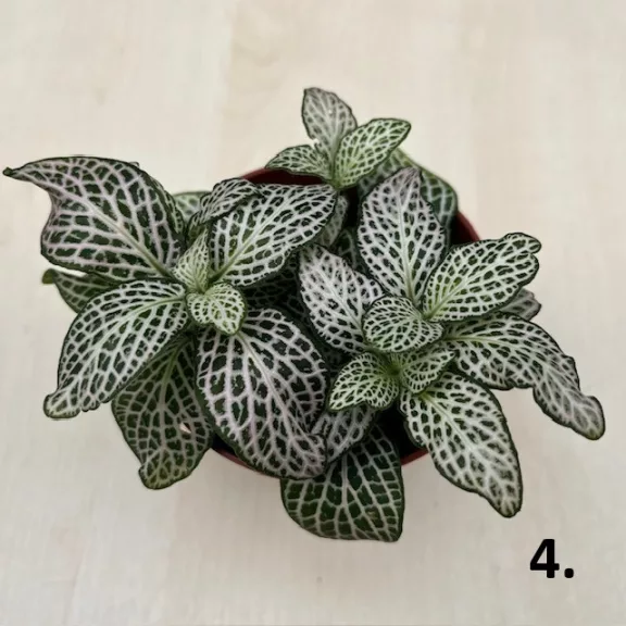 Fittonia 1 pcs